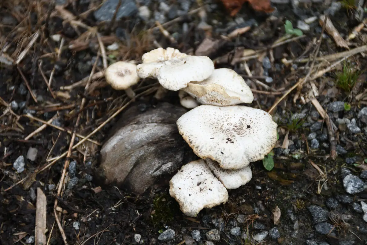 Mushrooms growing along a fallen log in the woods