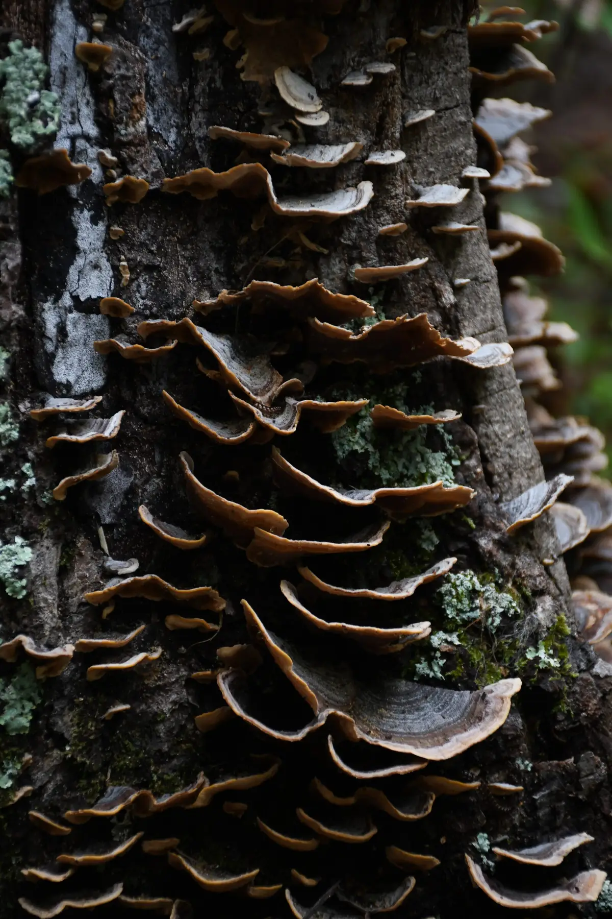 Cluster of brown mushrooms on a mossy log
