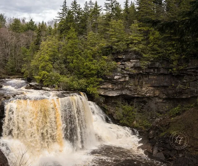 Amber waterfall in a spruce forest