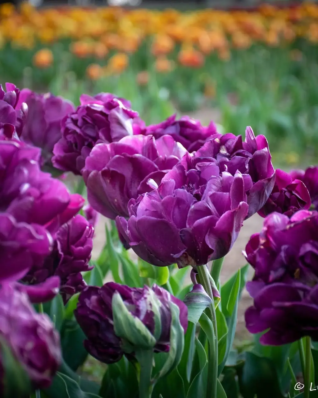 Purple tulips in full bloom
