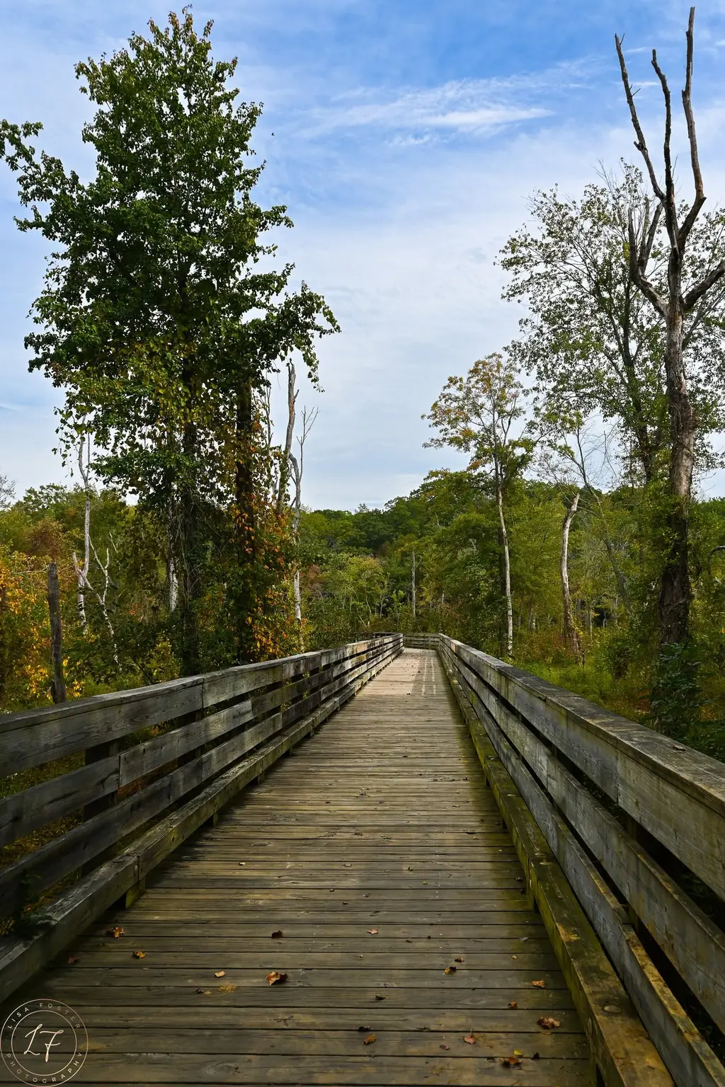 Wooden boardwalk through tall trees