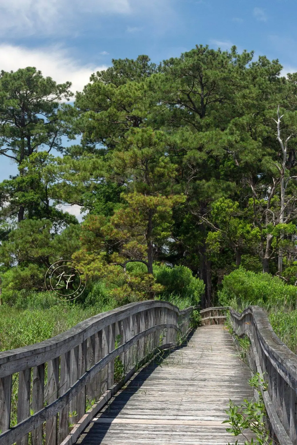 Boardwalk trail into the pines in Maryland