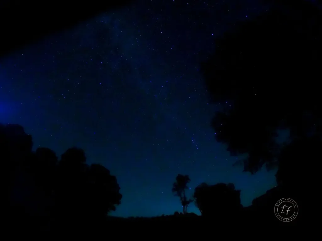 Milky Way over a dark tree line
