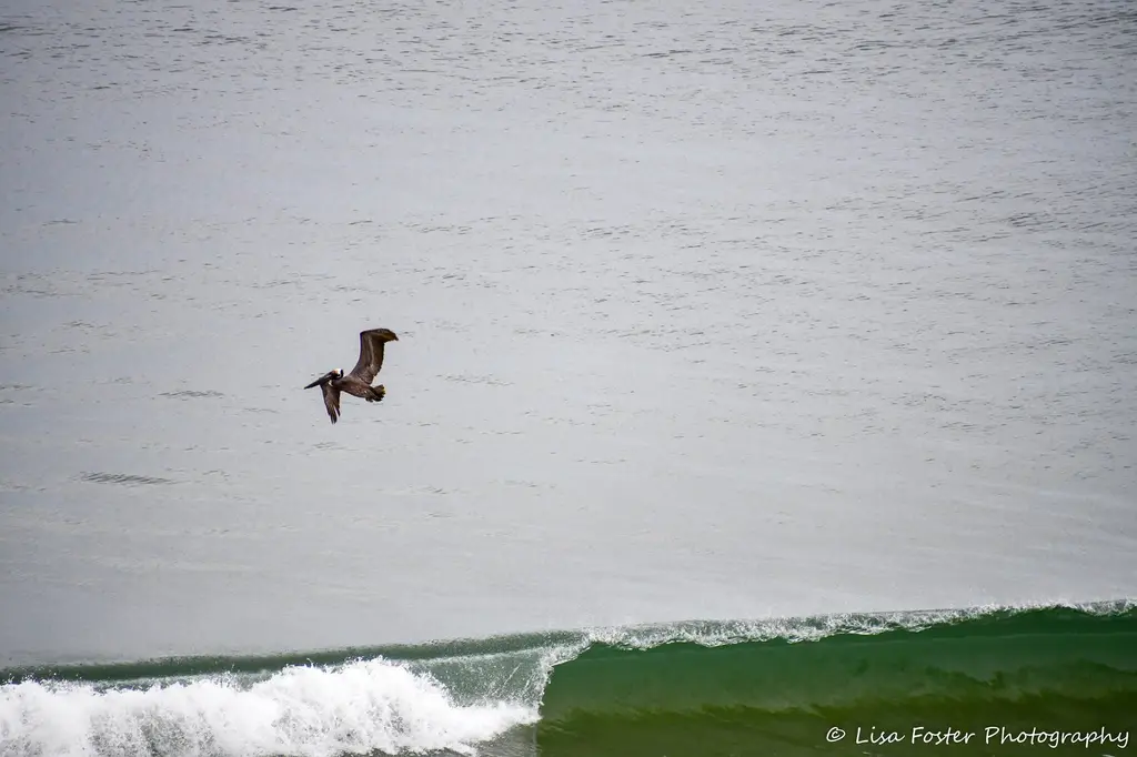 Pelican gliding over a breaking wave