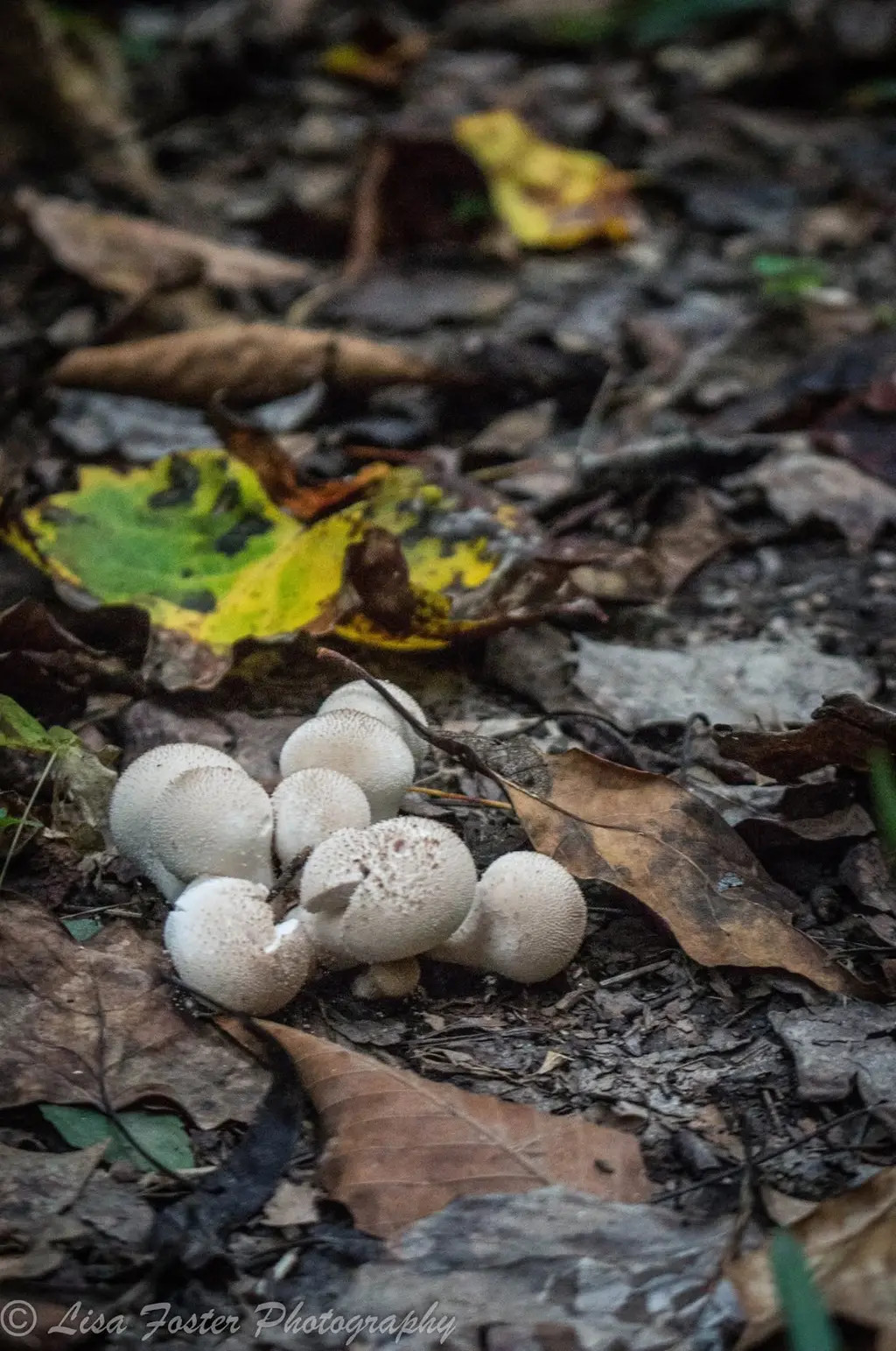Puffball mushrooms on the forest floor