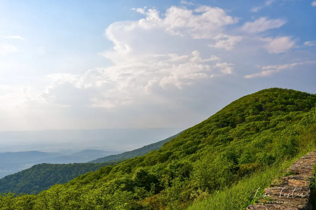 Green ridge trail in Shenandoah