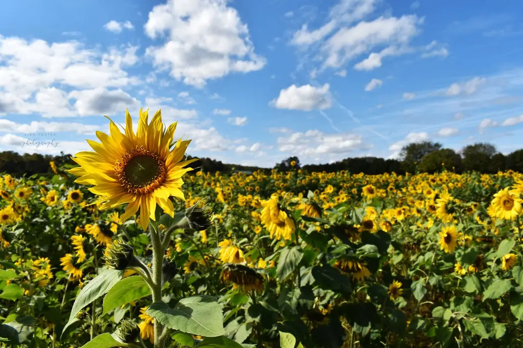 Sunflower field under a blue sky