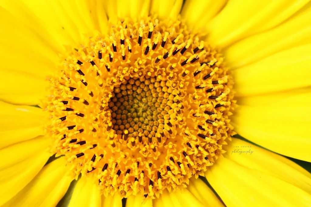 Golden sunflower close-up
