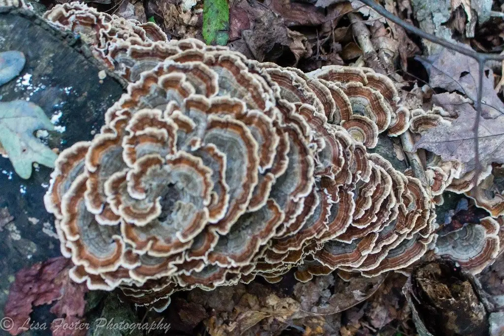 Turkey tail fungus close-up