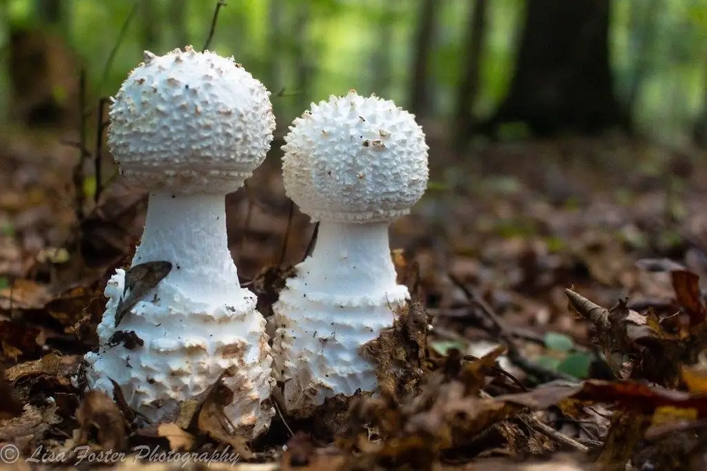 Two white mushrooms on the forest floor