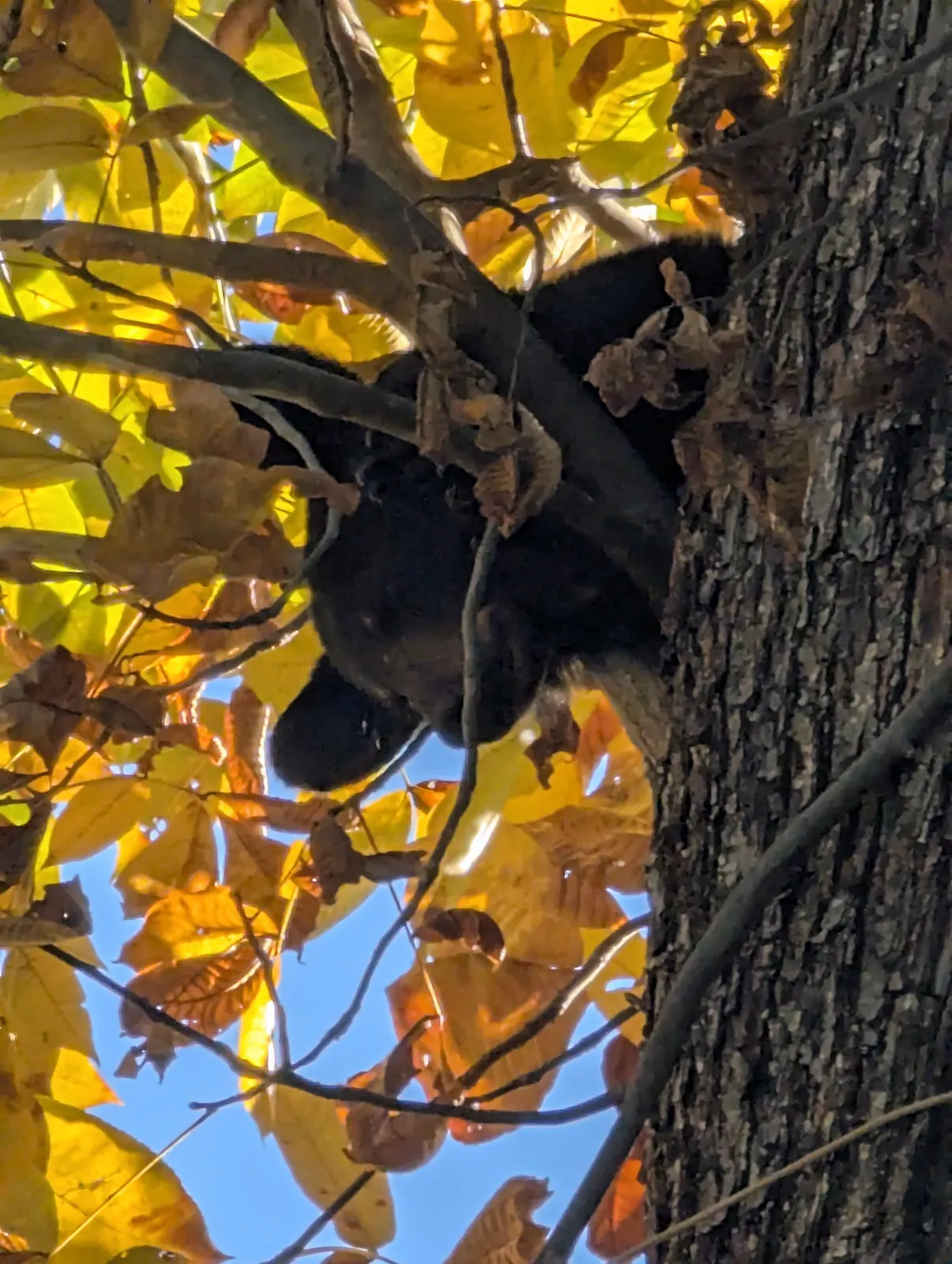 A black bear peering down from a branch, its face and ears visible among yellow fall leaves against a blue sky