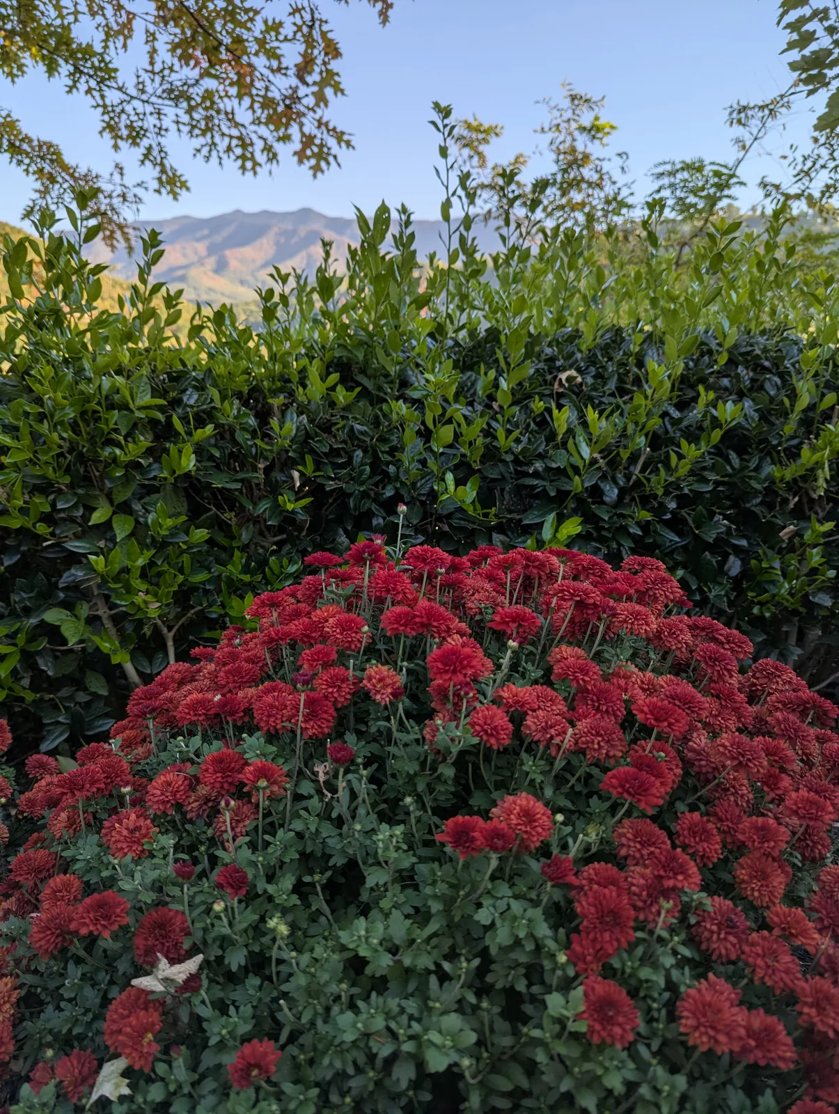 A garden bed of yellow, orange, and red chrysanthemums
