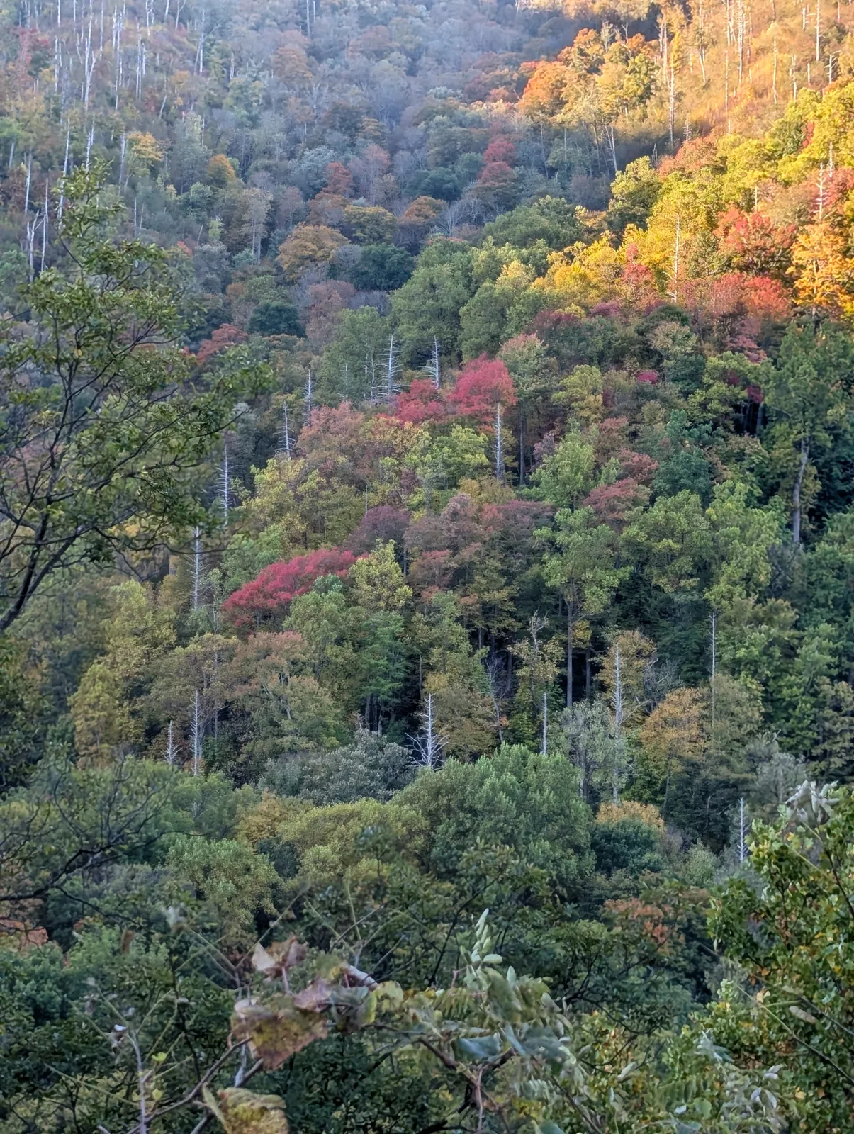 A steep wooded slope in green, yellow, orange, and red under a clear blue sky