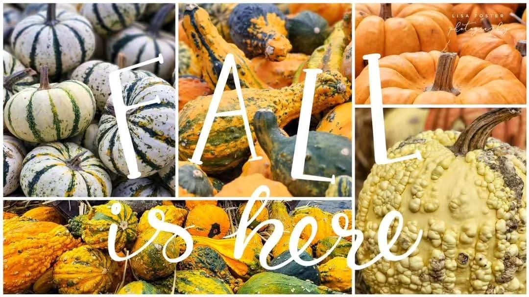Collage of striped white and green gourds, ornamental gourds, orange pumpkins and a warty yellow gourd, with the words FALL is here