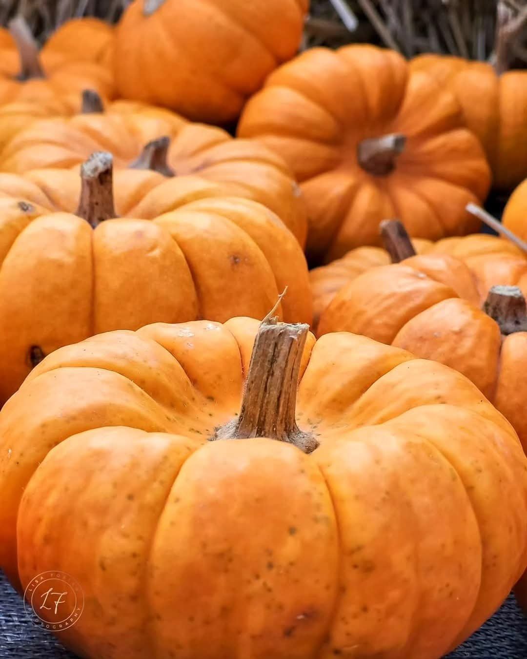 Close-up of small orange pumpkins piled together, with a dry stem on the pumpkin in front