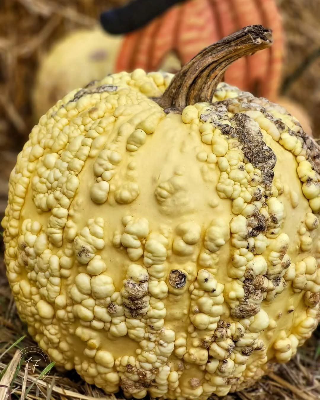 A warty pale yellow gourd on straw, with an orange pumpkin blurred behind it