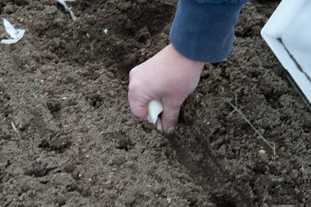 A gardener's hand pressing a single garlic clove into dark, freshly worked soil