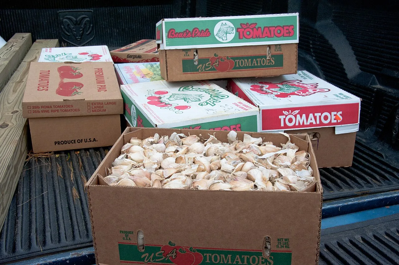 A pickup truck bed holding produce boxes, one open and filled with whole garlic bulbs ready to plant