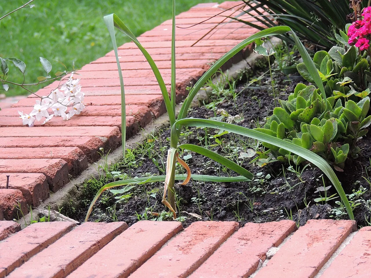 Young garlic shoots growing in a narrow bed beside a brick edge