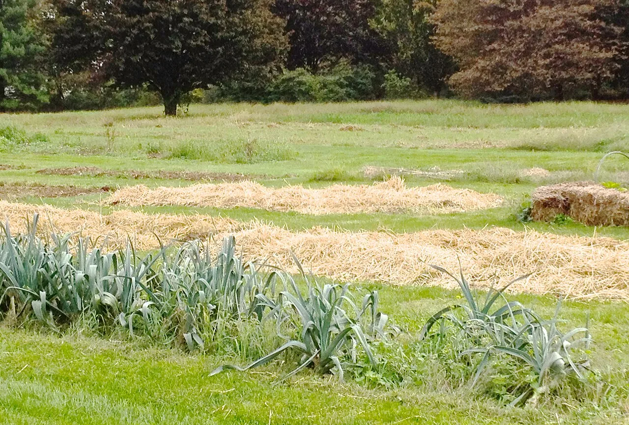 A vegetable garden with beds covered in a thick layer of golden straw mulch
