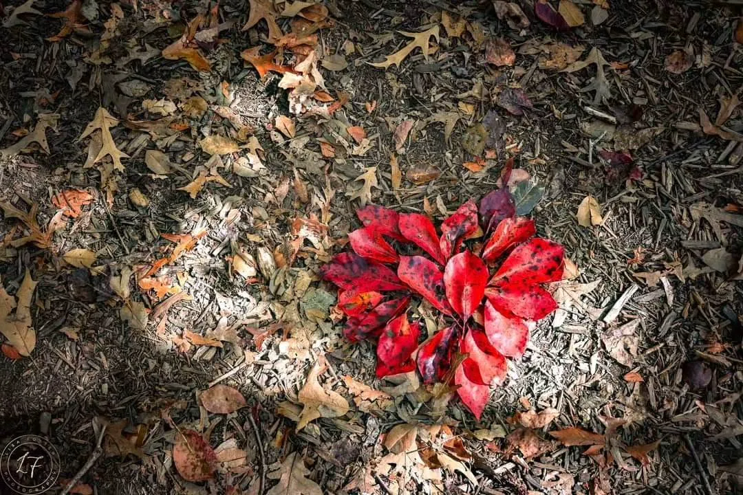 Bright red autumn leaves against brown oak leaves at Government Island