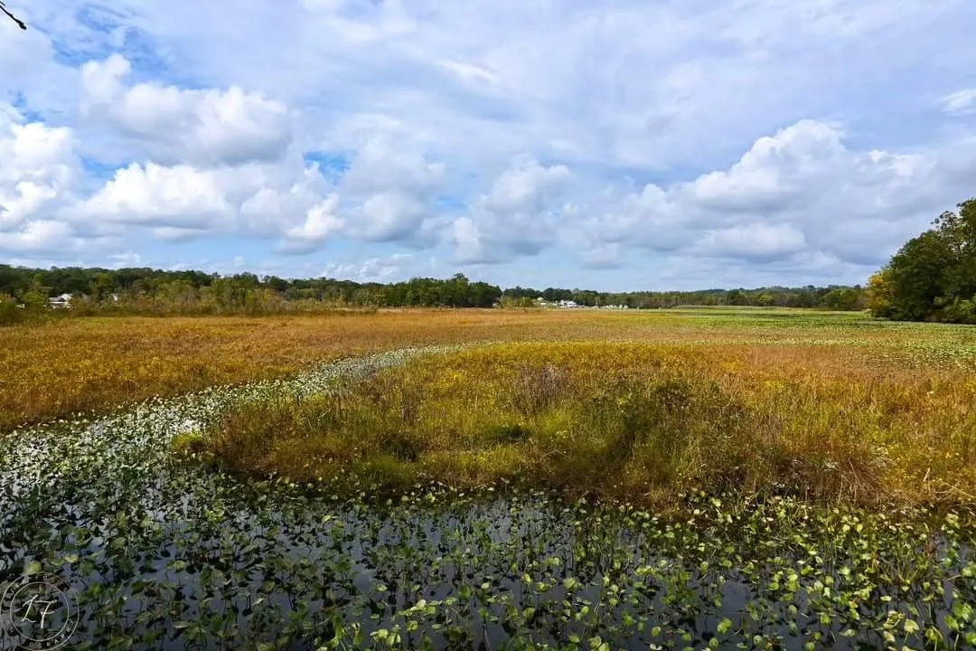 Golden marsh grass and open wetlands photographed from the Government Island boardwalk