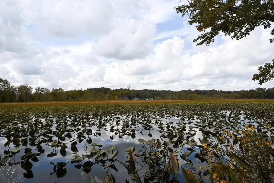 Lily pads and clouds reflected in still water at Government Island