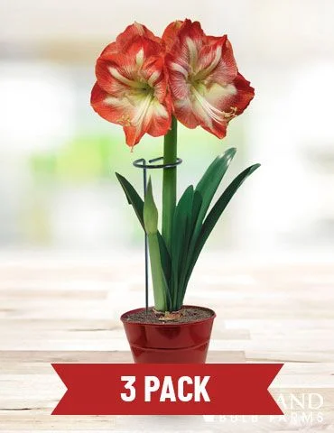 Three dark green amaryllis support stakes with ring tops.