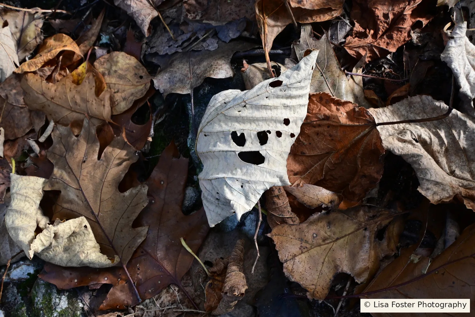 Pale fallen leaf with dark holes that look like a face, surrounded by brown autumn leaves