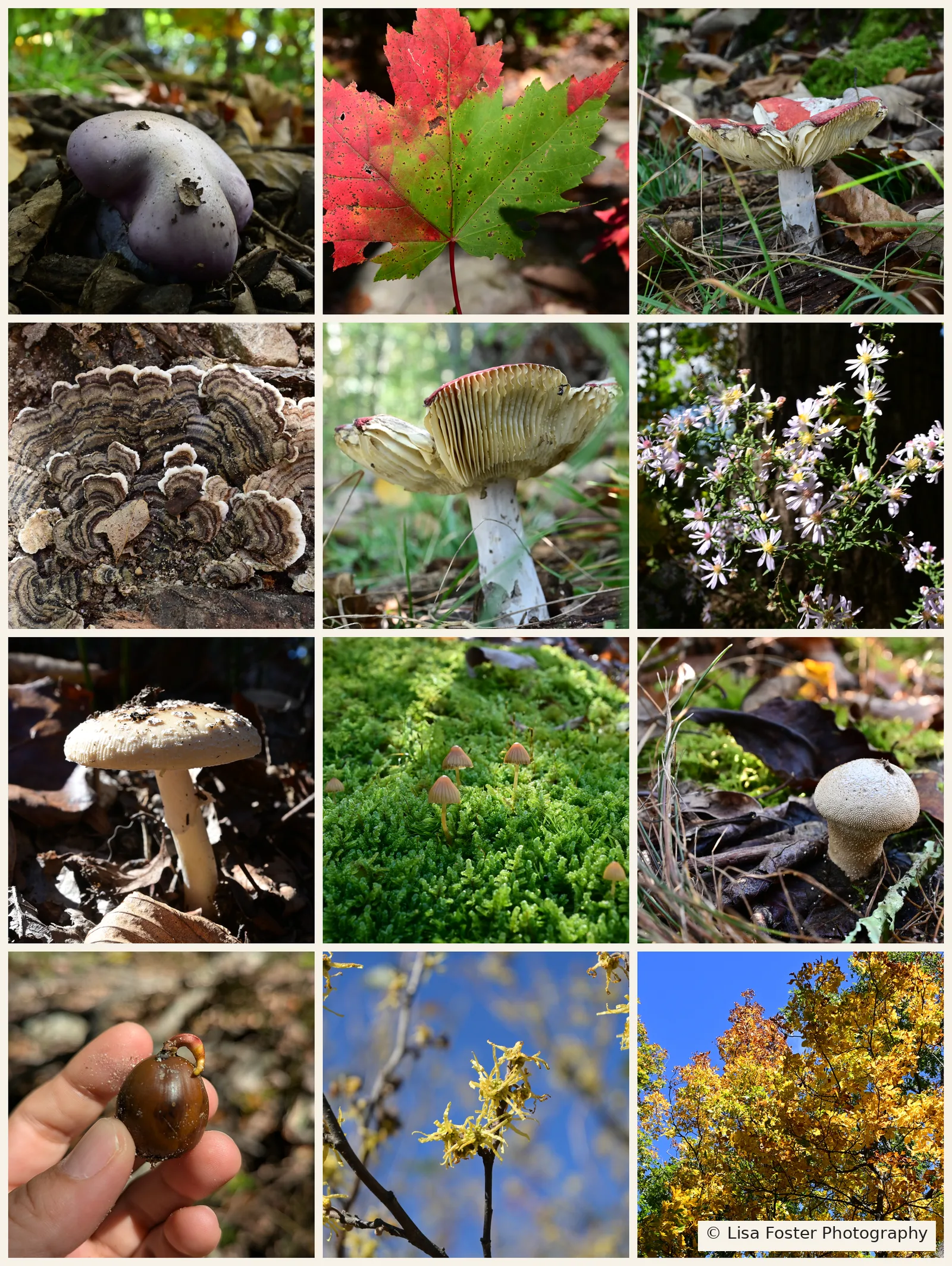 Collage of mushrooms, a red maple leaf, asters, a sprouting acorn, witch hazel blooms and golden fall canopy along the Kennedy Peak trail