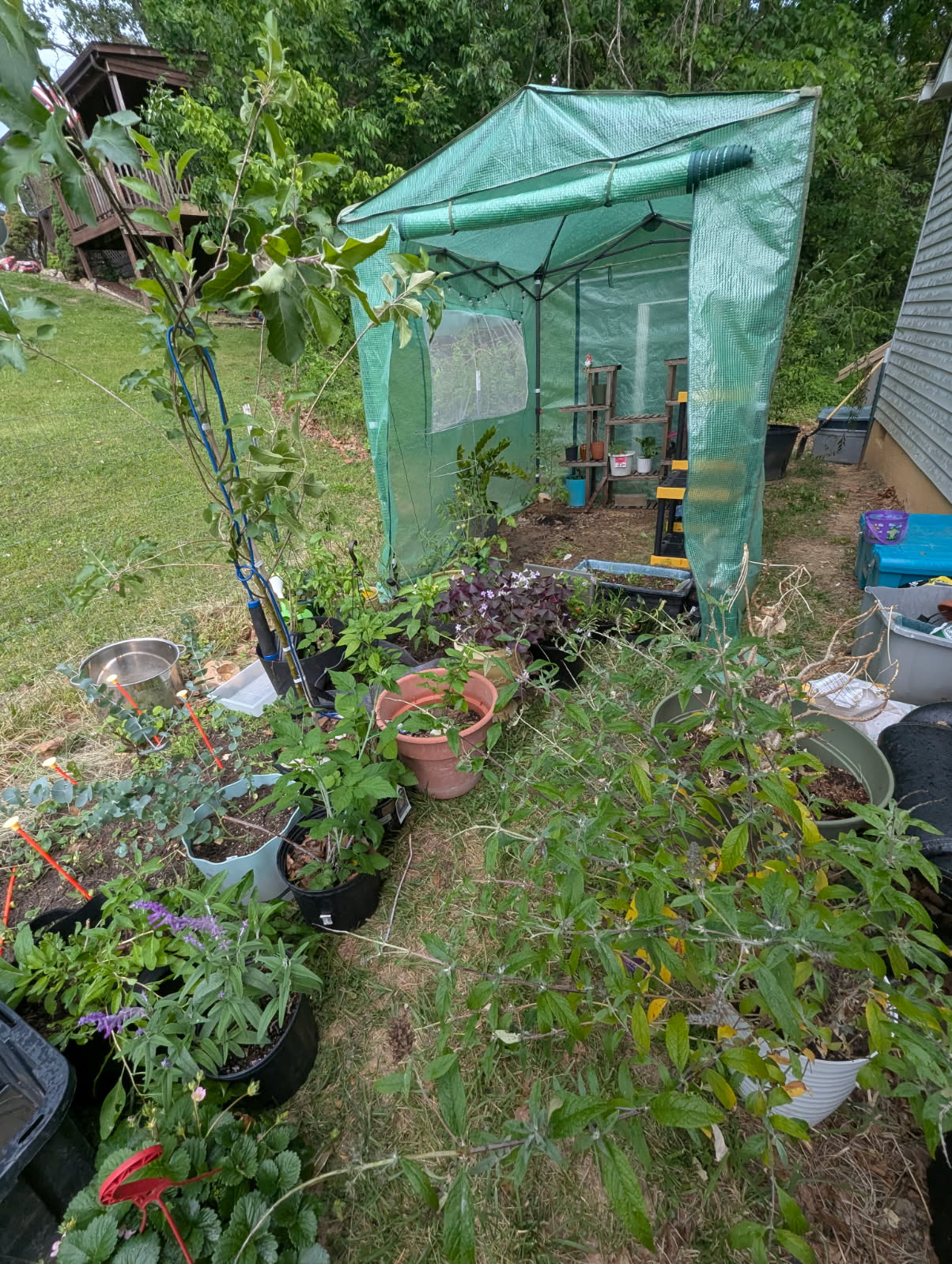 Lisa Foster's green EAGLE PEAK walk-in pop-up greenhouse in her yard, with shelves inside and potted plants around it