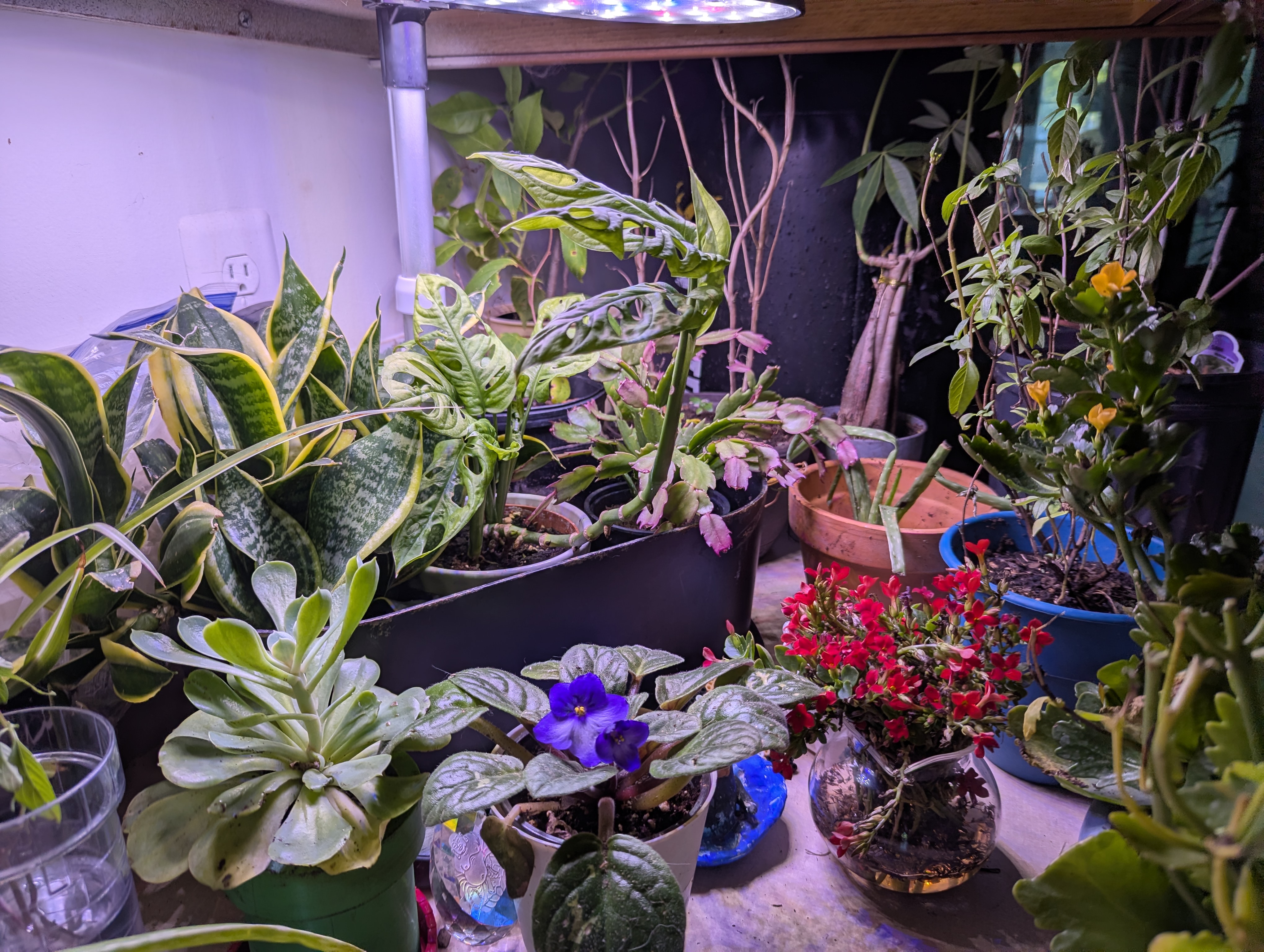 Lisa Foster's houseplants on a shelf under an LED grow light, including snake plants, an African violet, a red kalanchoe, and a succulent rosette
