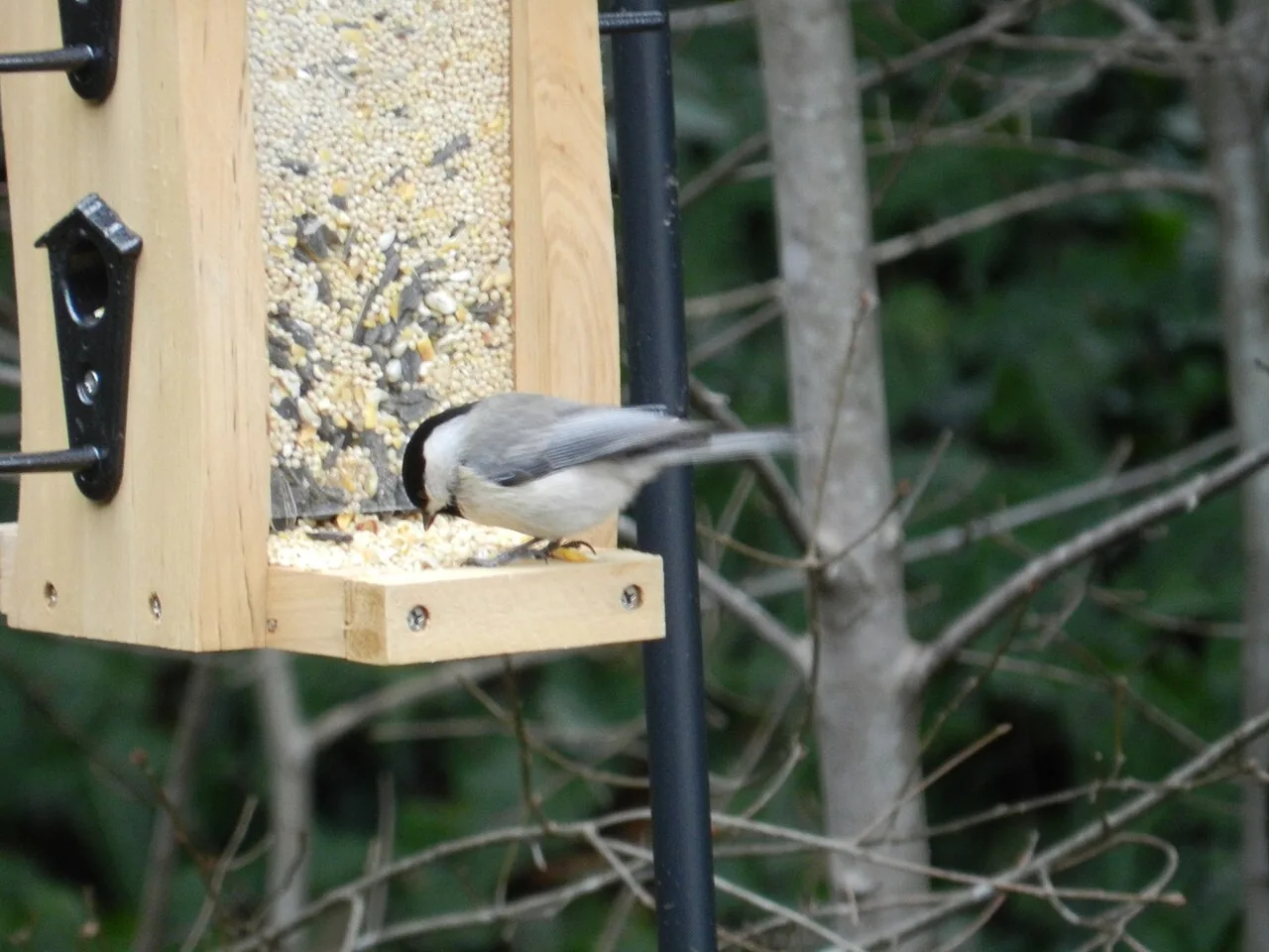 A Carolina chickadee perched at a seed feeder