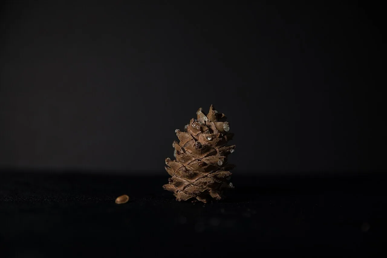 A closed pine cone close up on a dark background