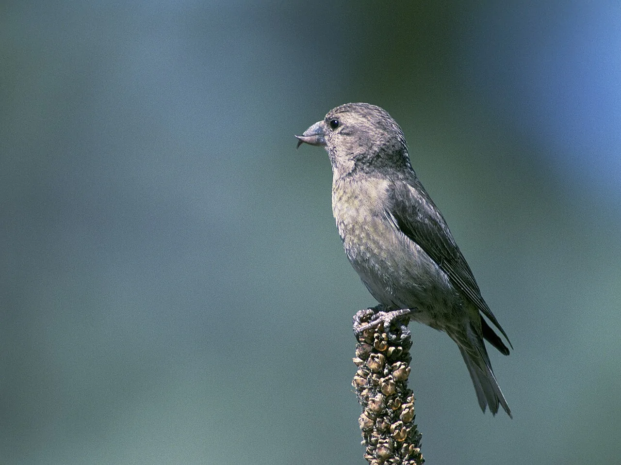 A red crossbill perched on top of a pine cone