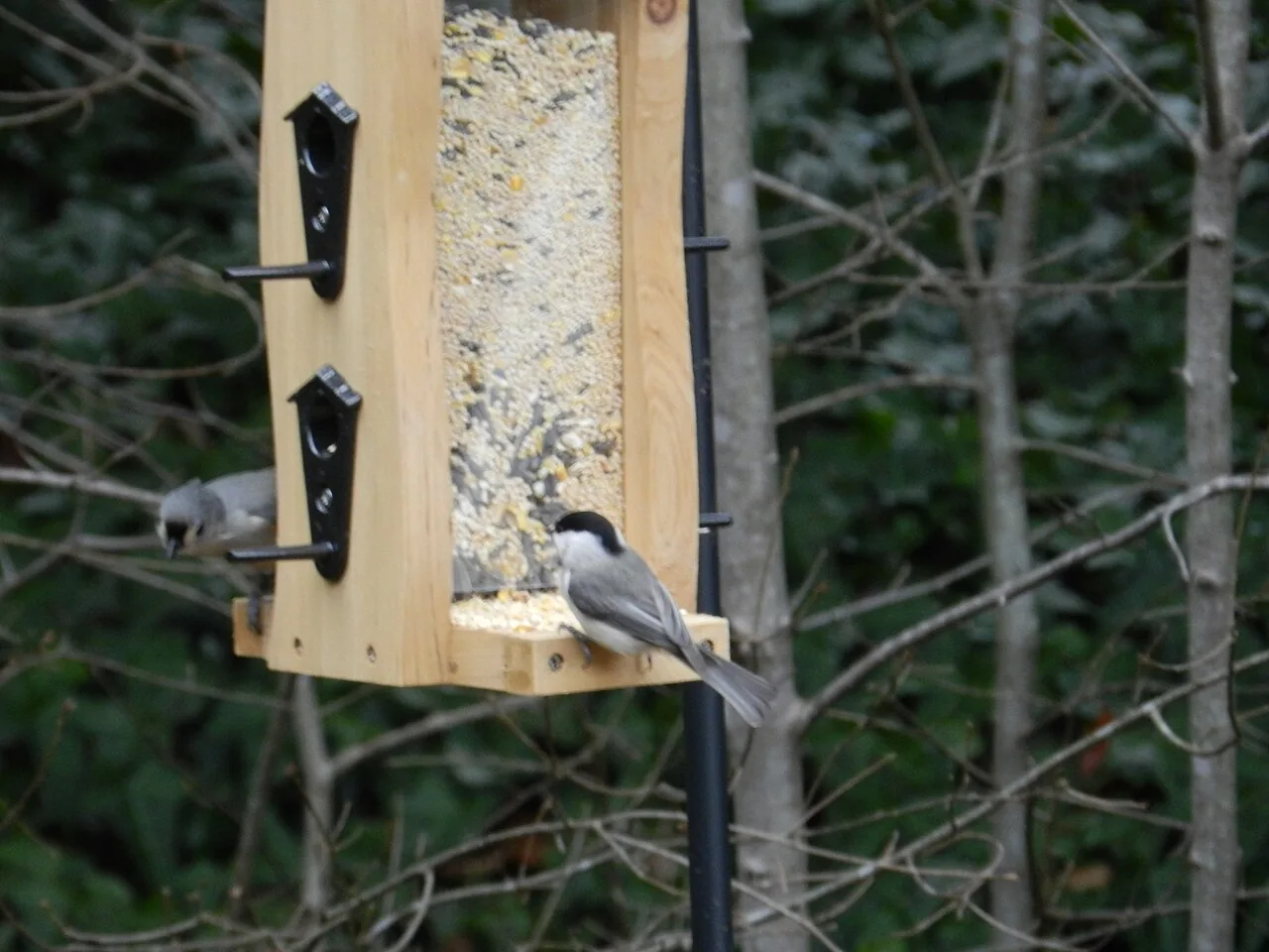 A tufted titmouse and a Carolina chickadee sharing a bird feeder