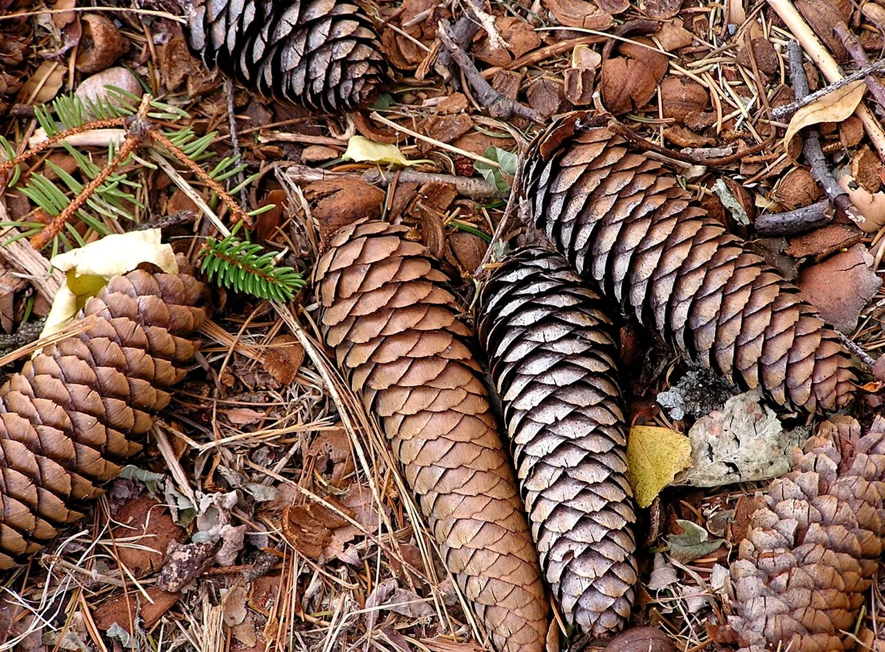 Several brown pine cones lying on a bed of dry pine needles