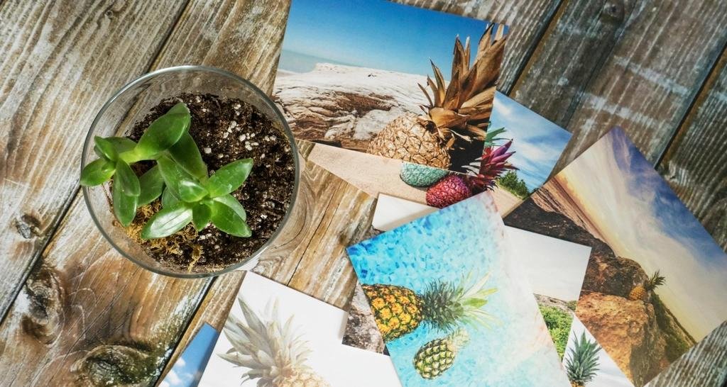 Fresh photo prints scattered on a wooden table next to a small potted plant