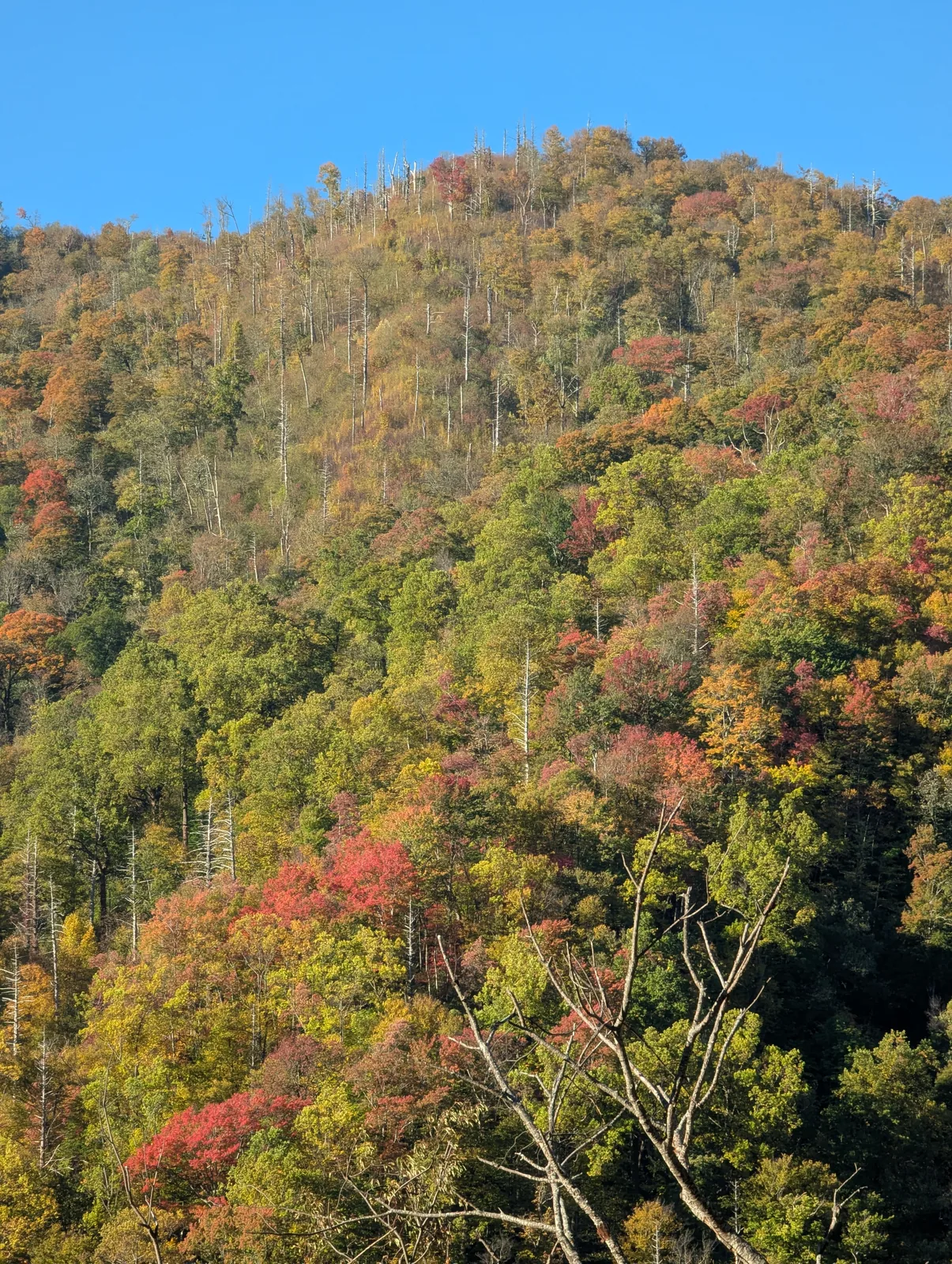 Red and orange trees filling the frame against a clear blue sky