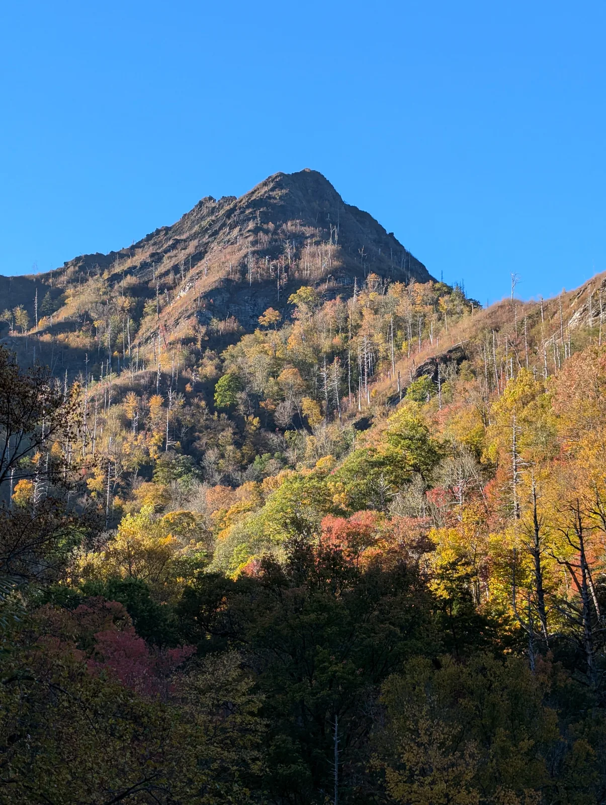 A pale rocky outcrop with a few trees in red and orange fall color under a blue sky