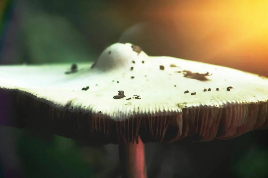 Golden Glow Mushroom print