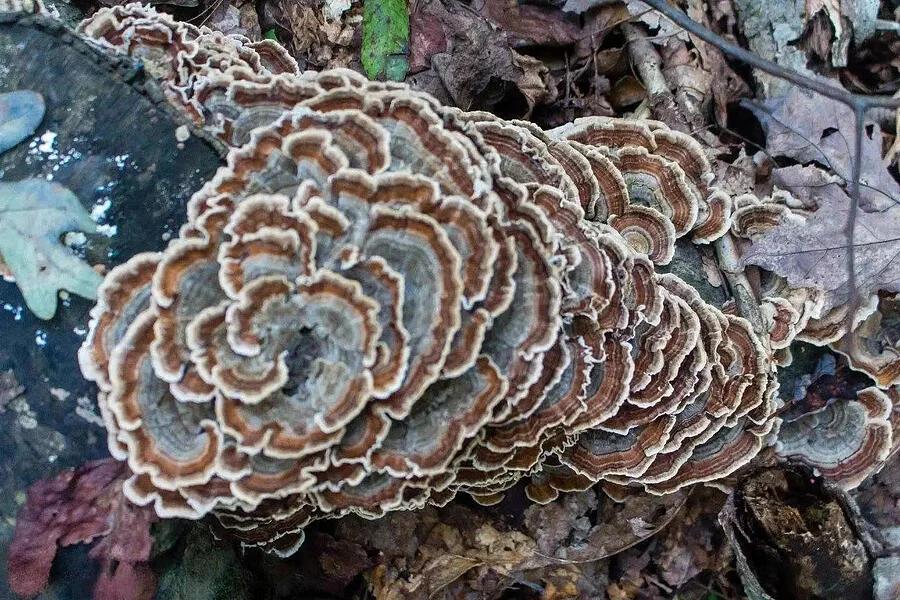 Turkey Tail print