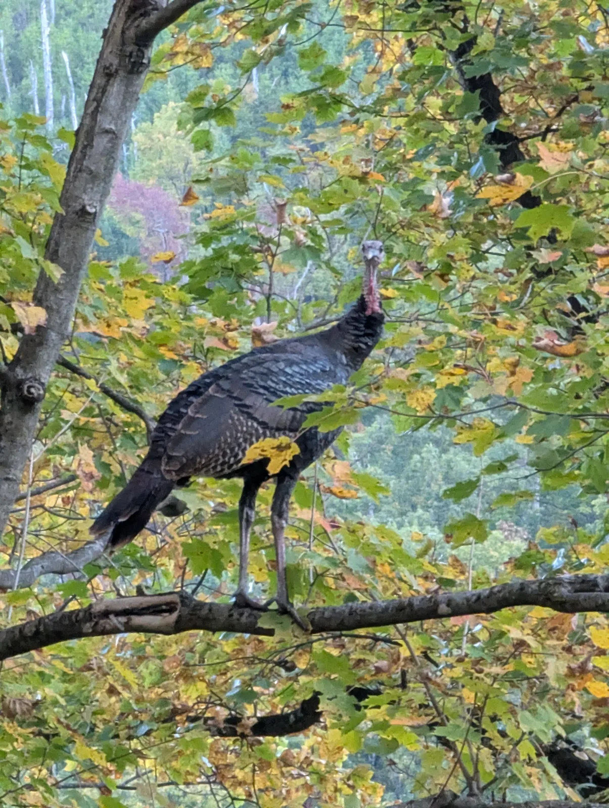 A wild turkey standing on a branch among green and yellow leaves, with a wooded hillside behind it